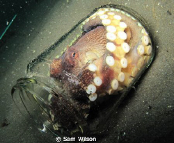 It was tacken on a night dive in 2002 in Hawaii by Sam Wilson 